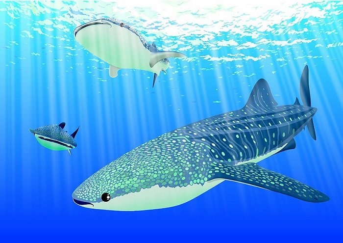 Shark Diving Sea Fish Underwater 